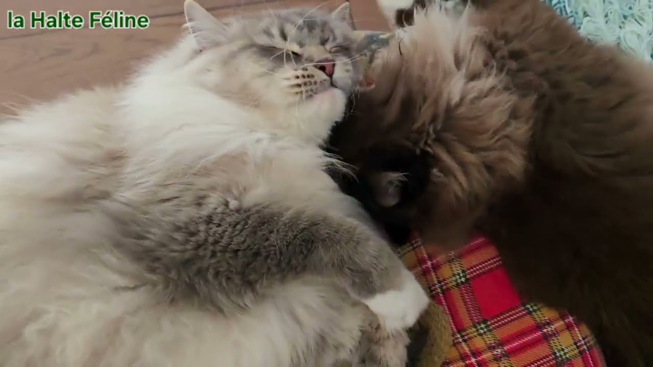 Comment savoir si un chat se sent bien dans un nouvel environnement ?