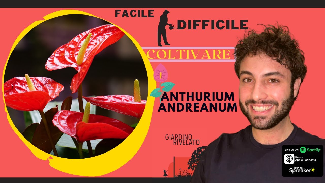 Anthurium andreanum: facile e difficile da coltivare