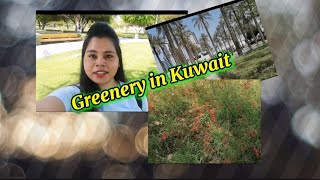 Greenery in Kuwait 🌴🌿Kuwait Garden🇰🇼🌱☘️#konkanivlogs #goanvlogger #kuwaitvlog