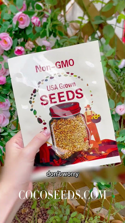 Grow Climbing Roses: Easy Tips for a Stunning Garden #cocoseeds#climbingrose#flowerseed#garden#plant