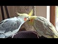 How cockatiels love each other