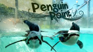 Penguin Point Walkthrough  Busch Gardens Tampa