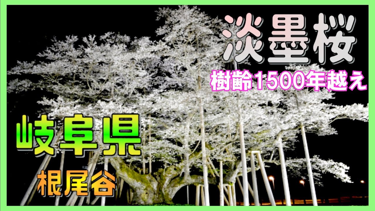 Neodani Usuzumi Sakura, one of Japan's three most famous cherry