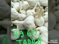 Jaora garlic todays rate 09082017