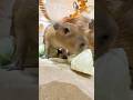 大人も子供もキャベツを頬張る！カピバラさん♪ #カピバラ さん♪