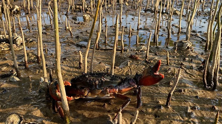 A lot of CRABS! Trapped Crabs A LOT OF crabs guys