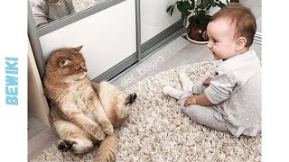 Baby Cat Funny Videos 🐱 BABIES or CATS?  - Bewiki