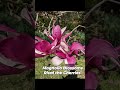 Magnolia Blossoms Rival the Cherries @BlueLotusCI