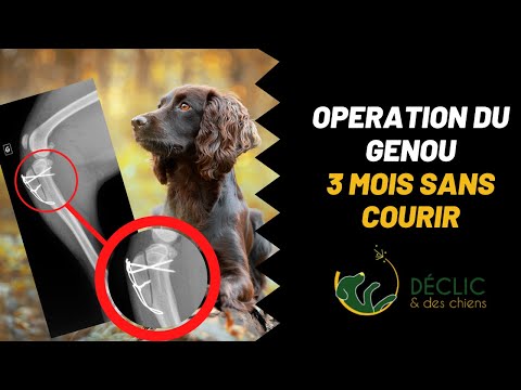 Vidéo: Luxation De La Rotule Chez Les Chiens - Luxation Rotulienne Chez Le Chien