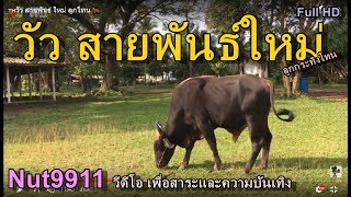 🇹🇭วัว สายพันธ์ ใหม่ ลูกโทน🐂