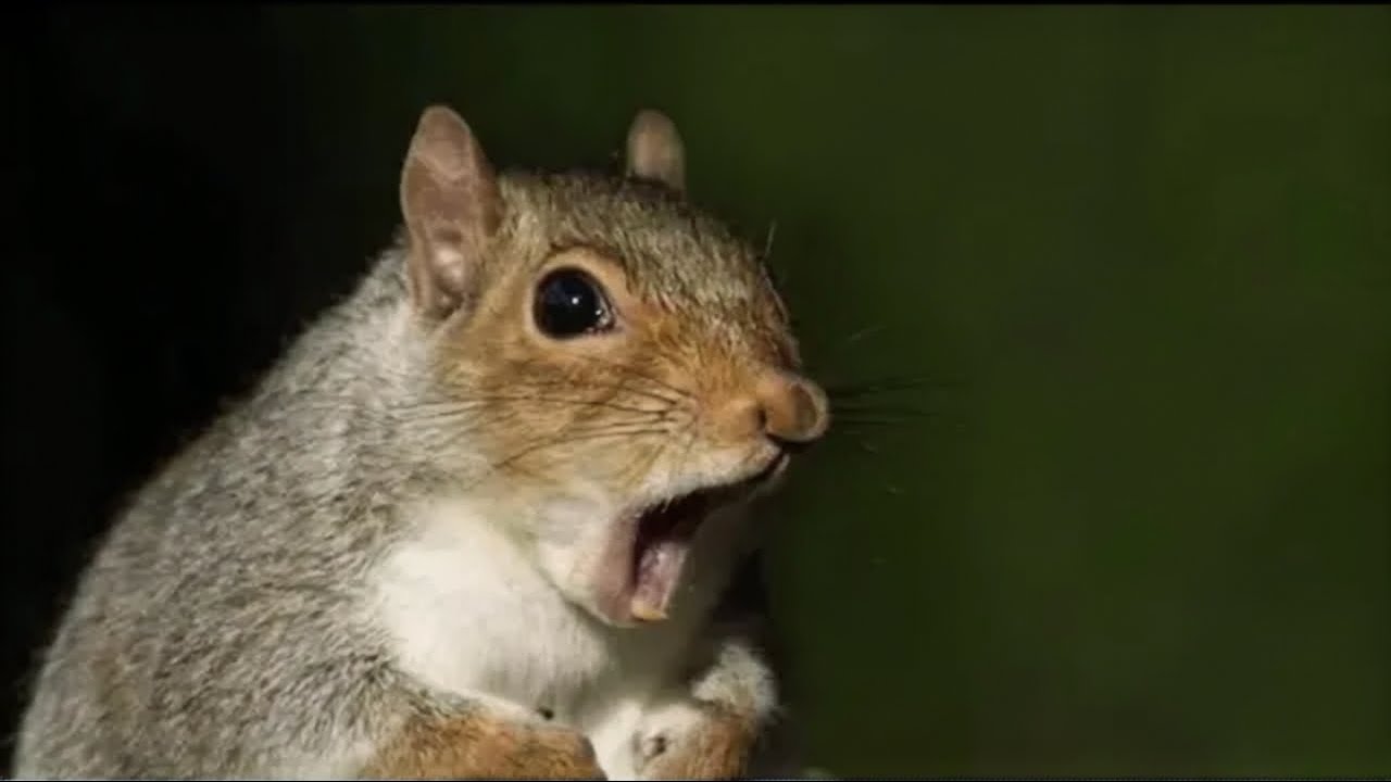 Qué Pasa con las Ardillas I Mini documental
