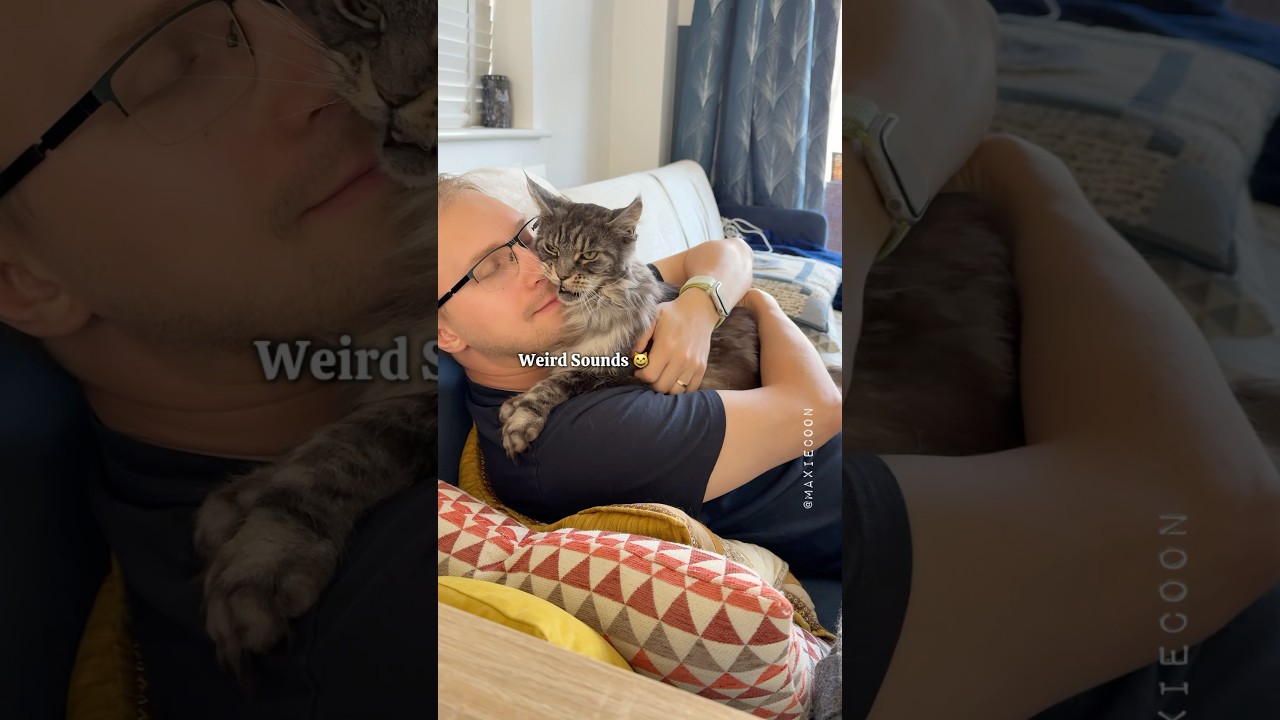 🔊The Loud Reality of Owning Maine Coon Cats 🙀 The End 💔