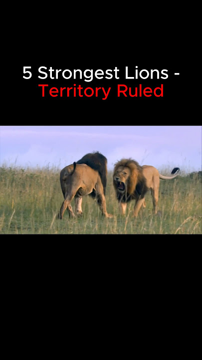 Top 5 Strongest Lions Territory Ruled 🦁👑 #lions #lion #lionking #scarface #mrtlion #mrt #sekekama
