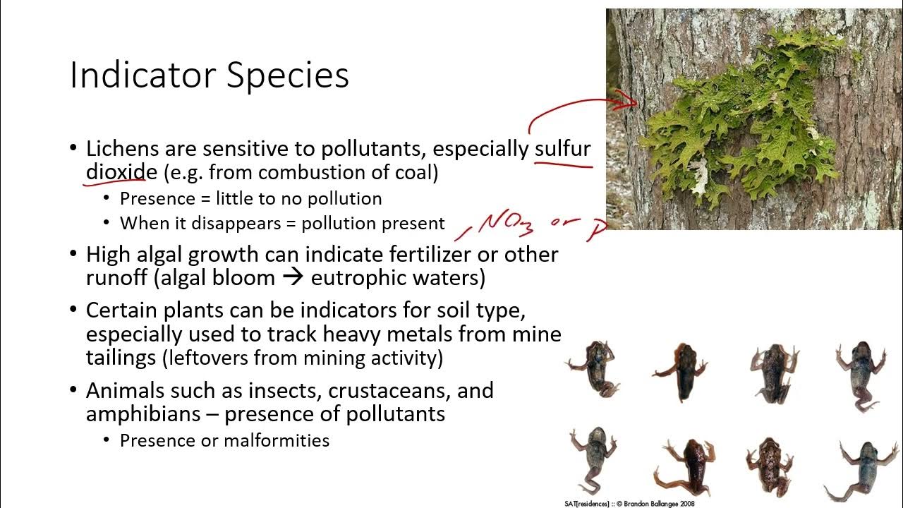 Keystone species - Wikipedia