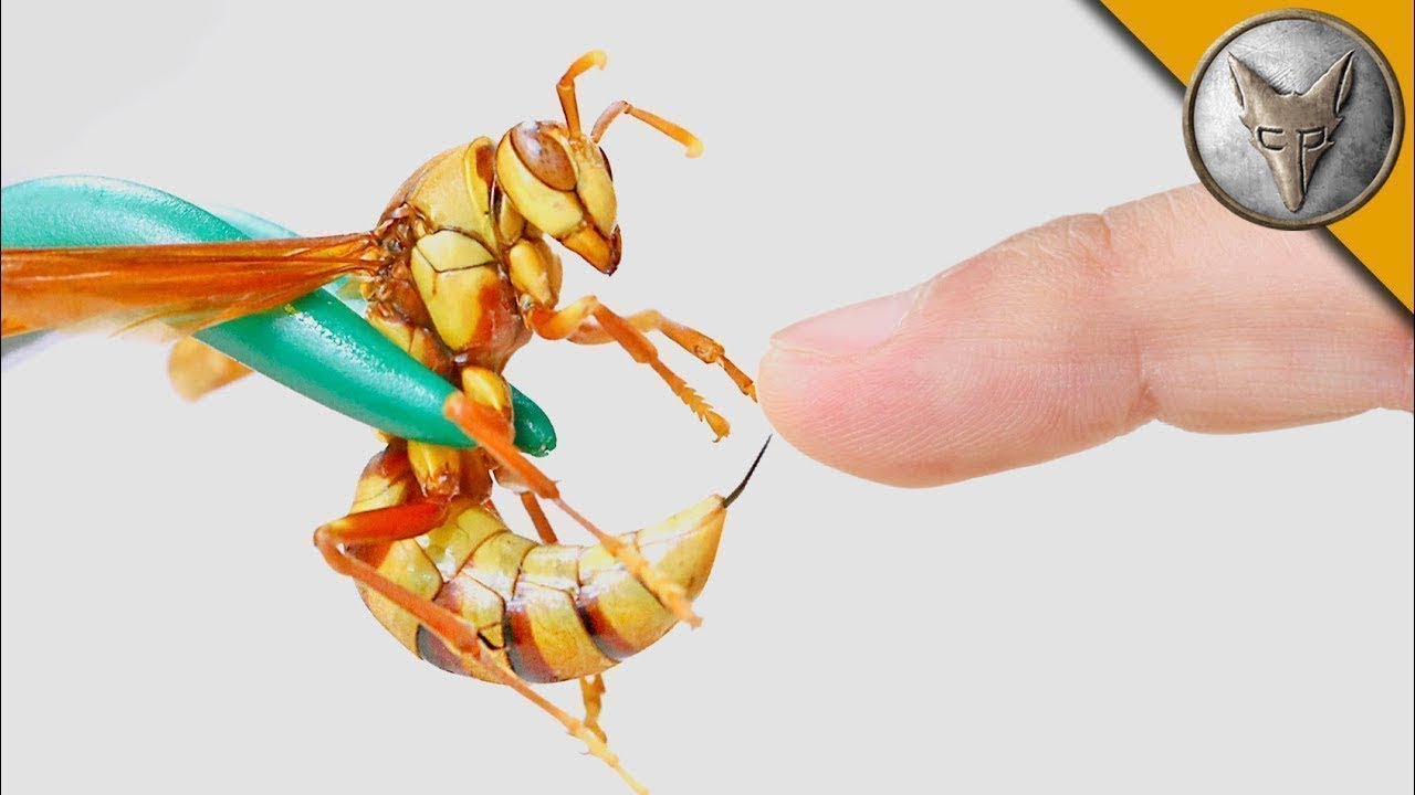 Человека кусает Оса-Палач||УКУС СИЛЬНЕЕ МУРАВЬЯ-ПУЛИ||ЖЕСТЬ - YouTube