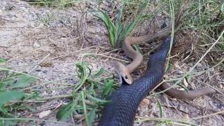 Red Bellied Black Snake attacking a Brown Snake longer version