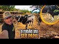 O TOURO TODINHO  VAI SER PAI DE VACA LEITEIRA