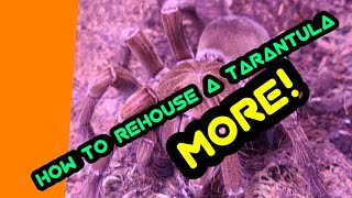 HOW TO REHOUSE A TARANTULA || BREEDING PROJECTS by Redd 54 views 3 years ago 12 minutes, 5 seconds