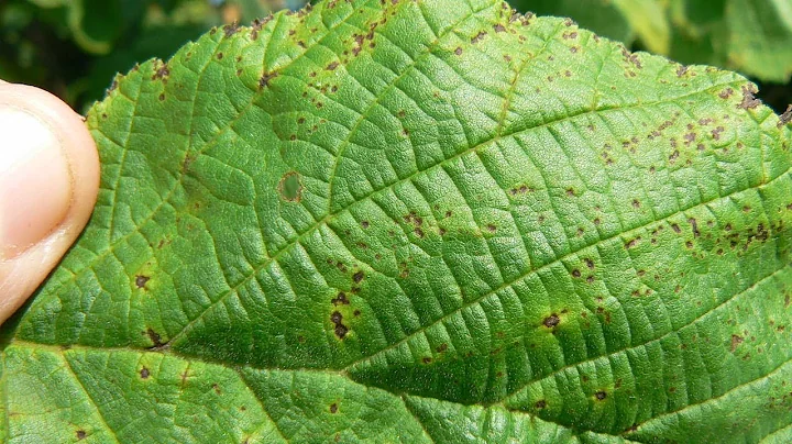 Managing Bacterial Blight in Young Hazelnut Trees ...