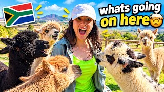 Inside the Alpaca Barn, 🇿🇦, Feeding Alpacas, Funny Moments & Soft Wool Crafts - 4K - (Part 4 ) screenshot 2