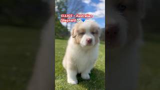 ELLIOT - Australian Shepherd 👀 💙 📩 #puppy #australianshepherd #owczarekaustralijski #aussie