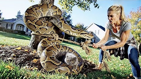 Eigenaar redt Schotse vouwkat van dodelijke pythonaanval 🐱🐍