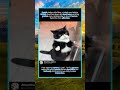 Sweet Tuxedo Cat Raises Paw To High-Five Its Owner At Home#foryou #fyp #animals #funny