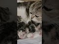 Мама кошка моет своих двух новорождённых котят❤
