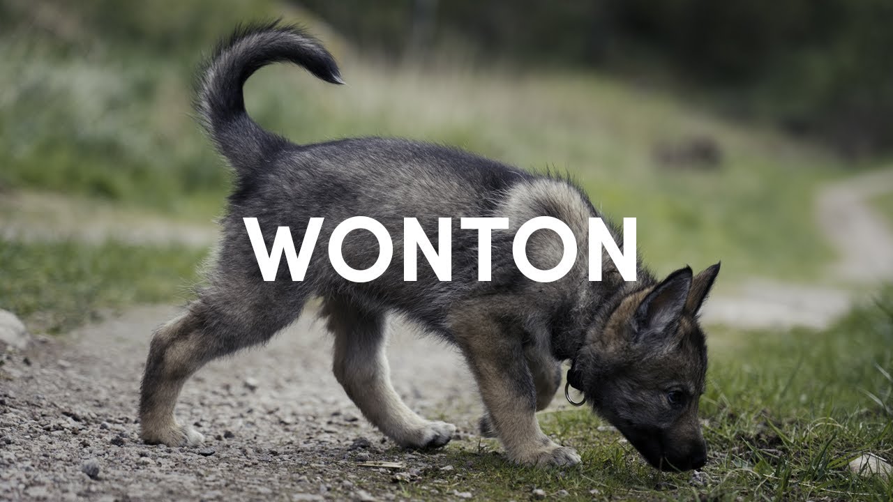 Welcome Wonton the Tamaskan dog