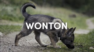 Welcome, Wonton the Tamaskan dog!