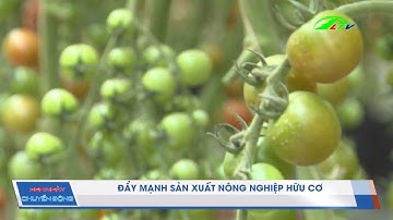 Đẩy Mạnh Sản Xuất Nông Nghiệp Hữu Cơ | 365 Ngày Chuyển Động | Lâm Đồng TV