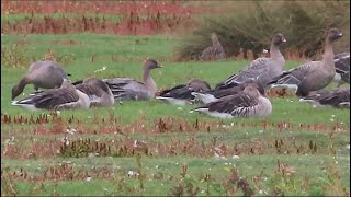 250921 RSPB Saltholme highlights