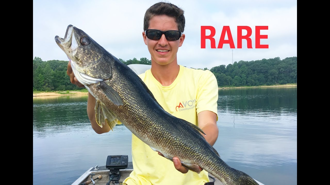 MERRILL CREEK RESERVOIR WALLEYE!!! YouTube