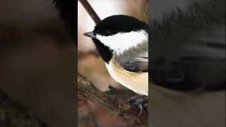 Chickadees Are Expert Survivalists?