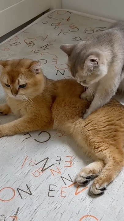 The funny behavior of two cats! (Click to watch the full version)