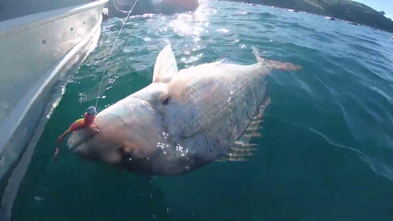 Soft bait fishing Coromandel New Zealand for Big Snapper YouTube