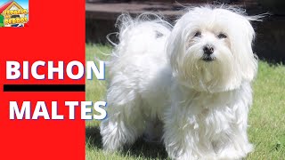 Características de un BICHON MALTES