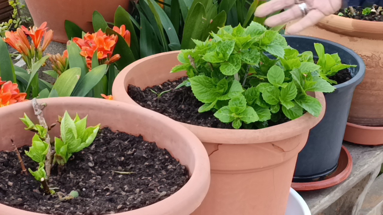 MÁS PLANTAS DE JARDÍN