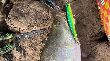 Câu lure cá chẽm bằng mồi megabara fx 90 | anh Của ngâm dính chẽm to