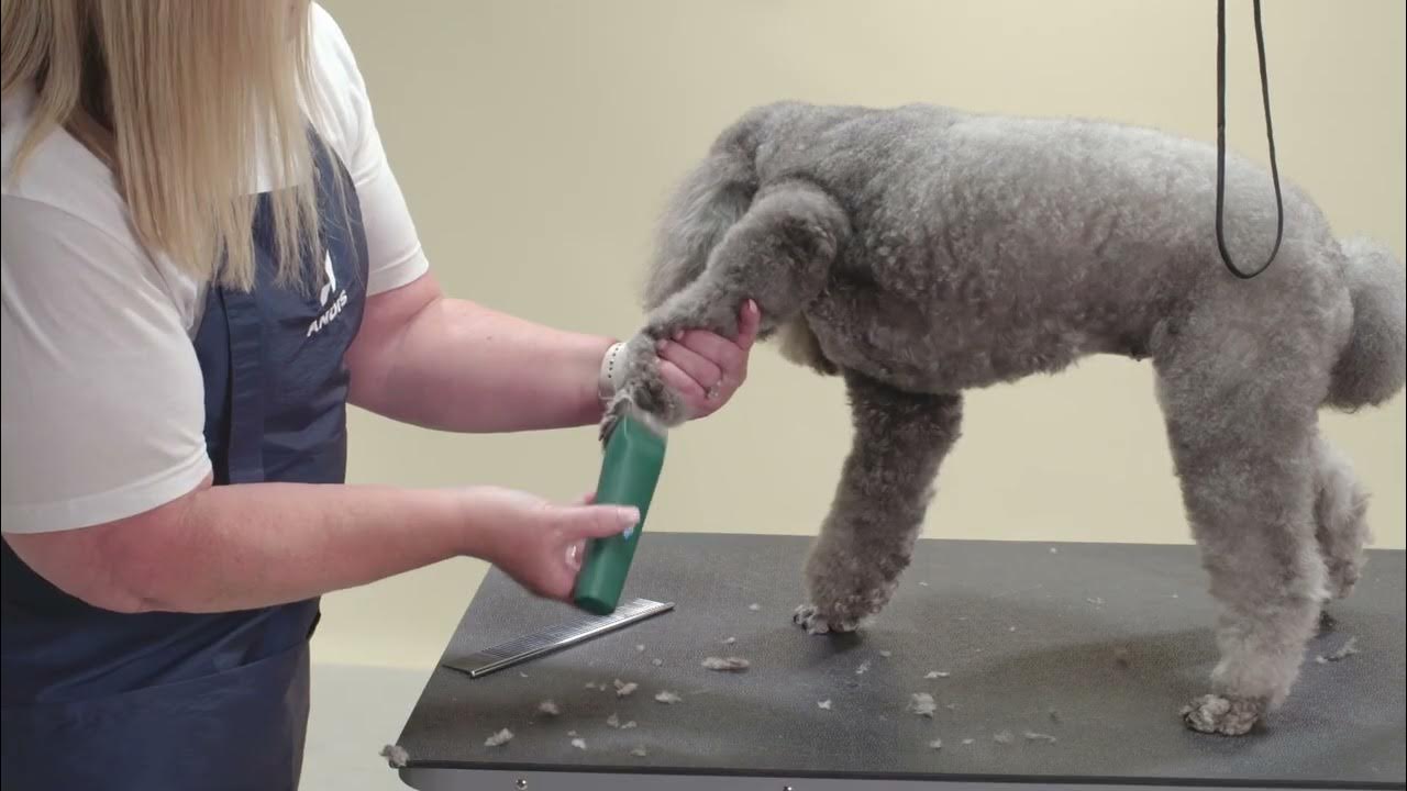 HOW TO SHAVE POODLE PAWS ANDIS YouTube