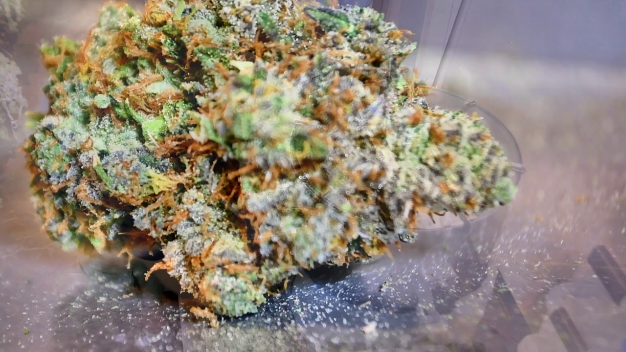 How To Trim Large Volumes of Medicinal Cannabis Well