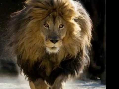 quels sont les animaux au maroc