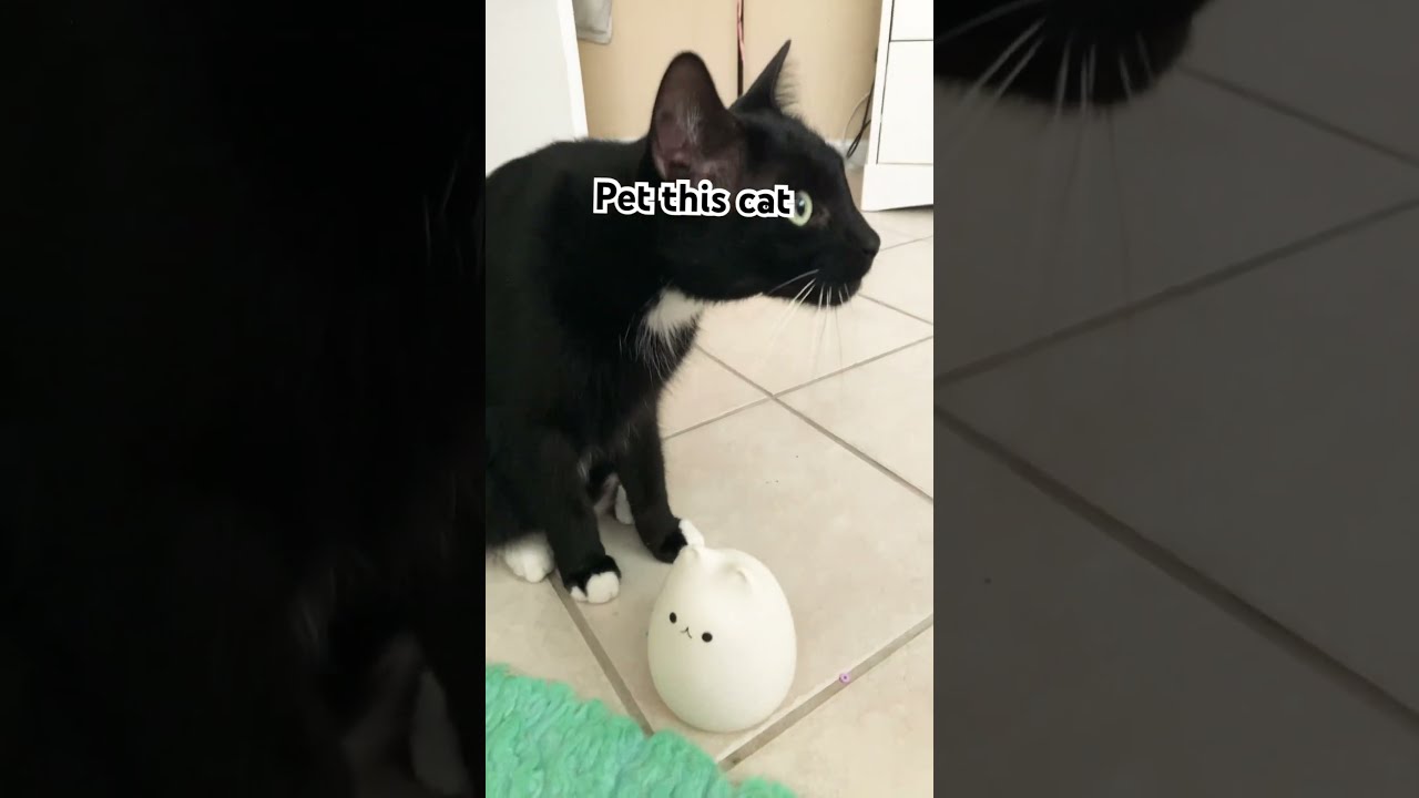 Meeting Eggcat Youtubeshorts