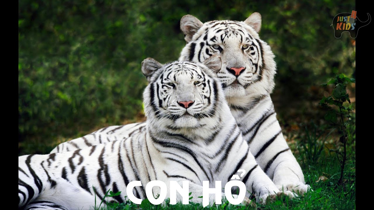 20 Hình ảnh con hổ 3D ảnh hổ đẹp cute dễ thương  METAvn