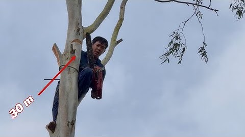 Cưa Cây Bạch Đàn To Cao Trời Mưa Quá Khó 