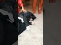 Michael Jackson Impersonator EPIC Stage Dive Fail! 🕺💥