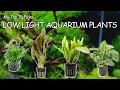 Top 21 low light plants for aquariums 