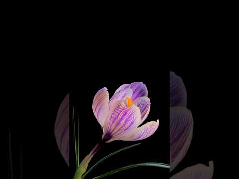 The Soundtrack To Blooming Flowers Waltz Op 1 By Martin Sven Moritz Piano Pianomusic 