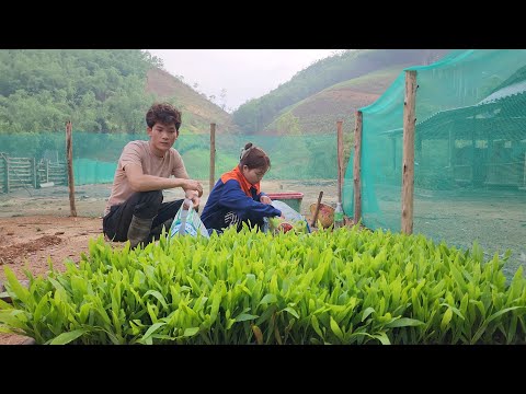 Video: Mangopuun hoito – Kuinka kasvatat mangopuuta