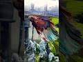 Halfmoon Betta Fish Feeding